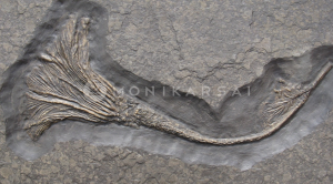 Crinoid kövület az őskorból